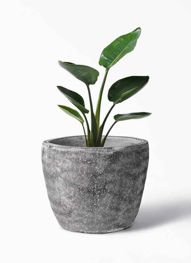 オーガスタ | 観葉植物の通販ならHitoHana（ひとはな）
