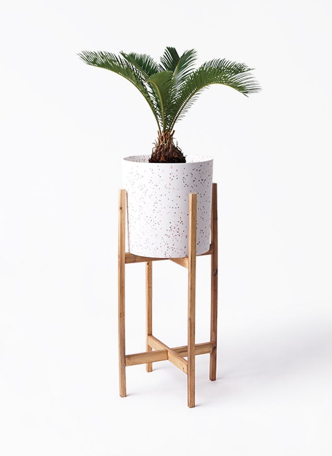 ソテツ 6号 | 観葉植物 | インテリアやギフトに - Hitohana（ひとはな）