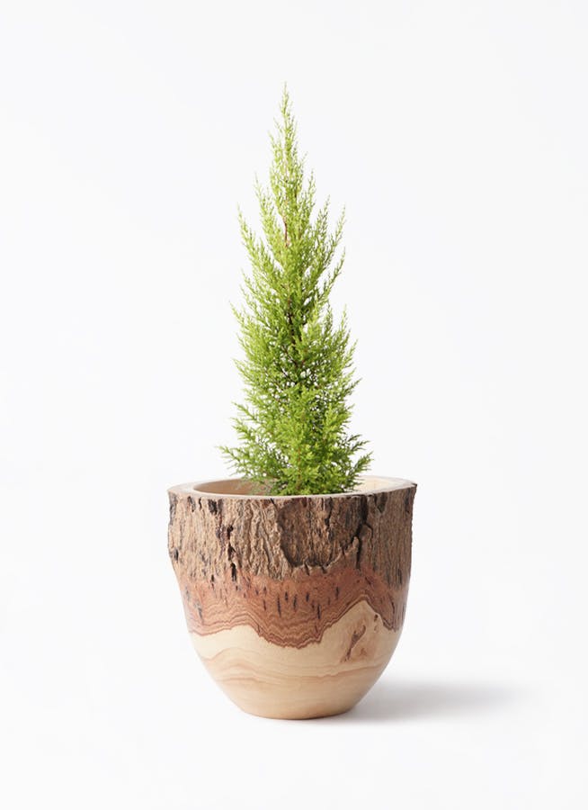 ゴールドクレスト♡5年生 土が乾いたら水やりします〰️ ゴールドクレスト♡5年生 土が乾いたら水やりします〰️