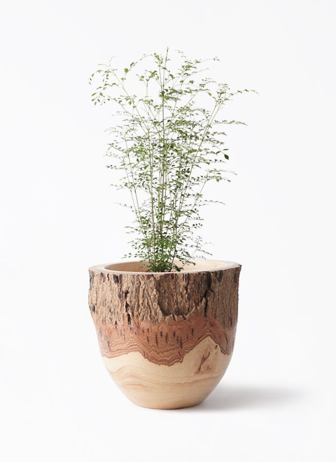 観葉植物 シマトネリコ 6号 Mango Wood(マンゴーウッド) フラワーベース 付き | 観葉植物ならHitoHana(ひとはな)