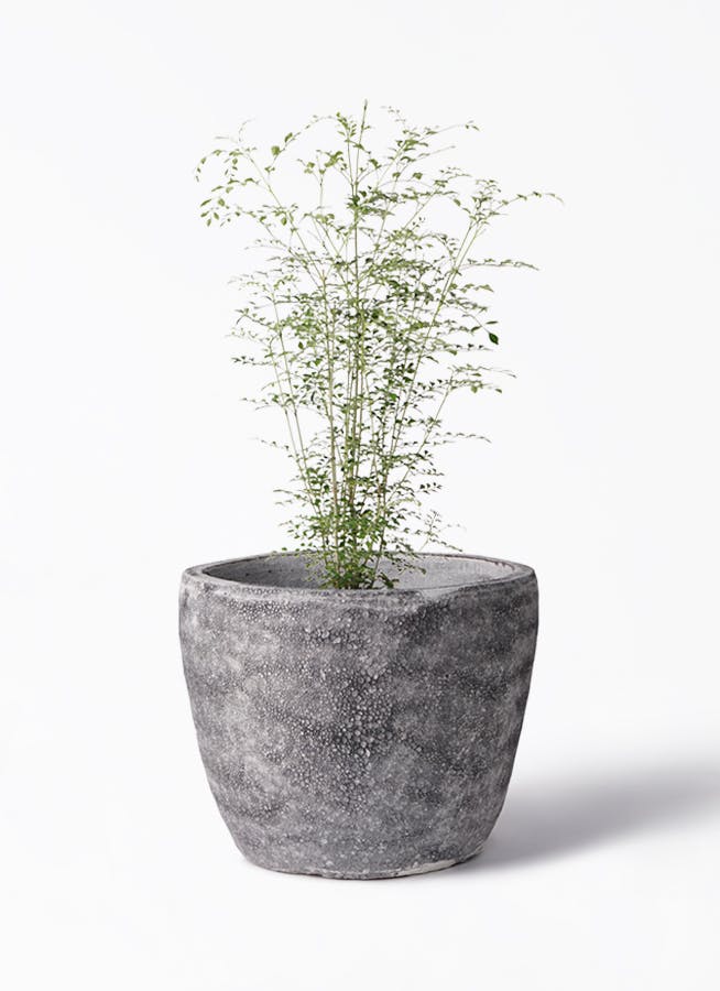 シマトネリコ 6号 | 観葉植物通販HitoHana(ひとはな)