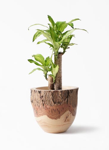 ドラセナ 幸福の木 6号 観葉植物通販hitohana ひとはな ドラセナ 幸福の木 6号 観葉植物通販hitohana ひとはな