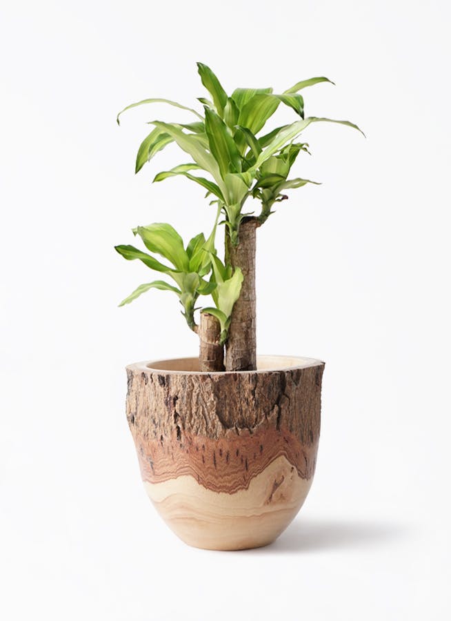 ドラセナ　幸福の木　陶器鉢 ドラセナ 幸福の木 6号 | 観葉植物＆花のギフト - HitoHana（ひとはな）