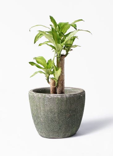 観葉植物 ドラセナ 幸福の木 6号 ノーマル アビスソニア ミドル 緑 付き