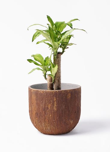 ドラセナ 幸福の木 6号 観葉植物通販hitohana ひとはな