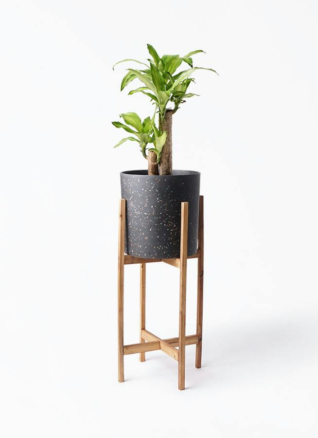 ドラセナ 6号 | 観葉植物の通販ならHitoHana（ひとはな）