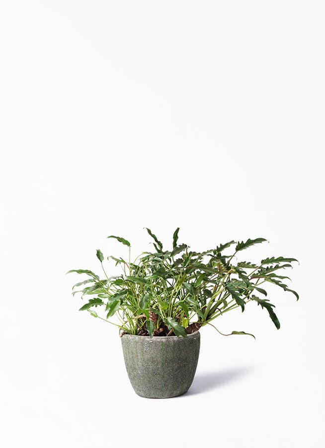 観葉植物 クッカバラ 6号 アビスソニア ミドル 緑 付き