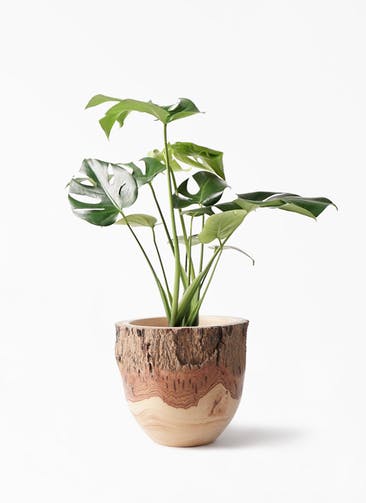 小型のモンステラを選ぶ 観葉植物通販hitohana ひとはな 小型のモンステラを選ぶ 観葉植物通販hitohana ひとはな
