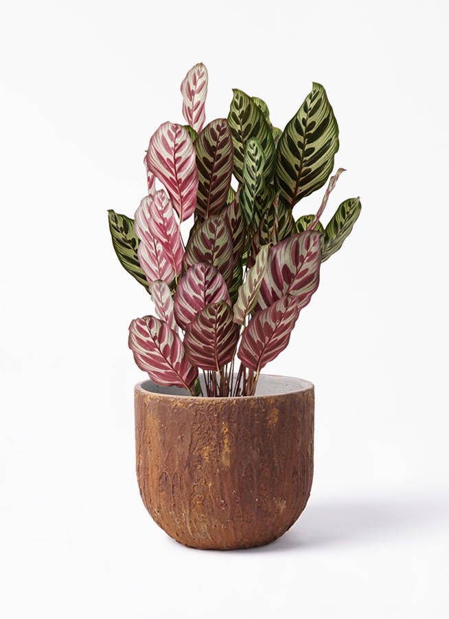 観葉植物 カラテア マコヤナ 6号 バル ユーポット ラスティ 付き 観葉植物ならhitohana ひとはな 観葉植物 カラテア マコヤナ 6号 バル ユーポット ラスティ 付き 観葉植物ならhitohana ひとはな