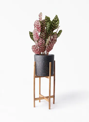カラテア マコヤナ 6号 観葉植物通販hitohana ひとはな