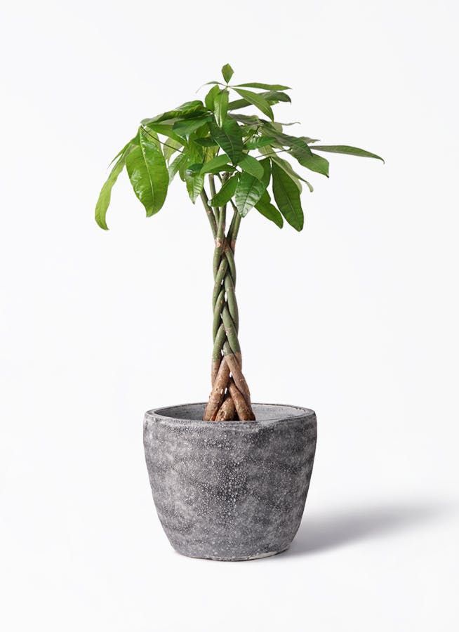 パキラ　6寸プラ鉢 観葉植物 パキラ 6号 ねじり プラスチック鉢 | 観葉植物なら