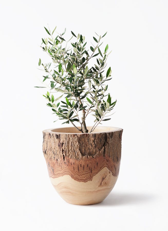 オリーブの木 6号 | 観葉植物 | 送料無料でお届け - Hitohana（ひとはな）