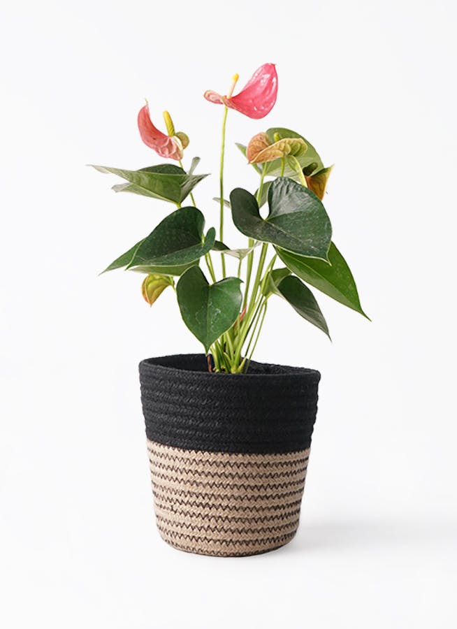 アンスリウム 4号 | 観葉植物 | 送料無料でお届け - Hitohana（ひとはな）