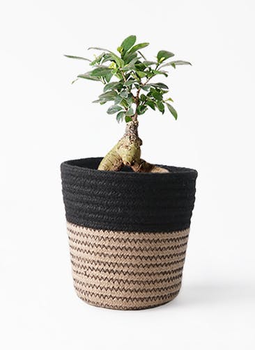 ガジュマル 観葉植物通販hitohana ひとはな ガジュマル 観葉植物通販hitohana ひとはな