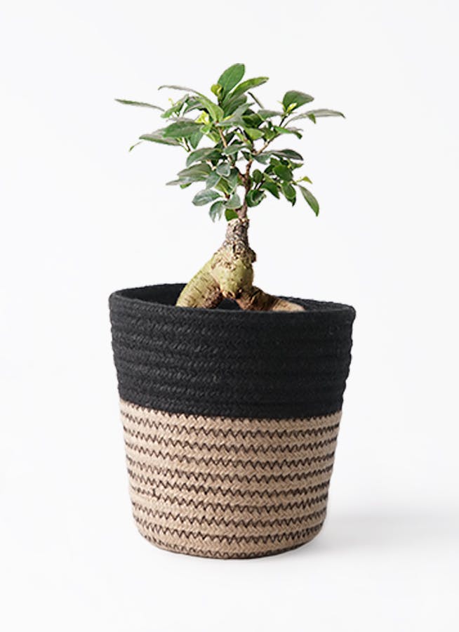 観葉植物 ガジュマル 4号 股仕立て Rib Basket (リブバスケット