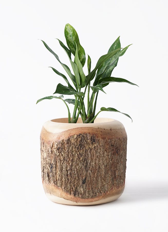 アグラオネマ | 観葉植物 | インテリアやギフトに - Hitohana