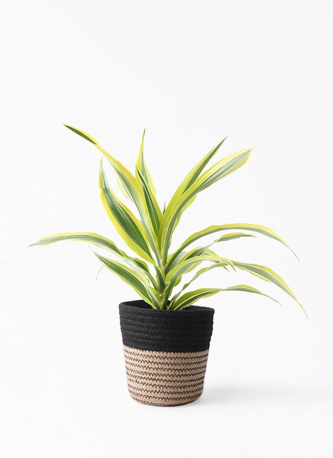 待望の入荷！希少☆4 トラベシア トレベシア パルマータ 7号 観葉植物