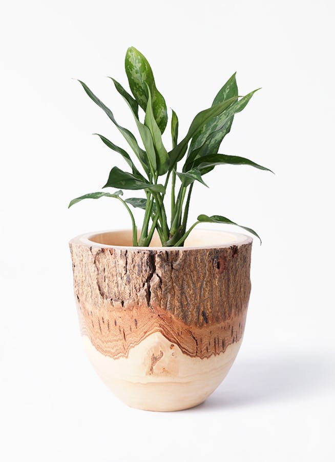 観葉植物 アグラオネマ 4号 Mango Wood マンゴーウッド フラワーベース 付き 観葉植物ならhitohana ひとはな