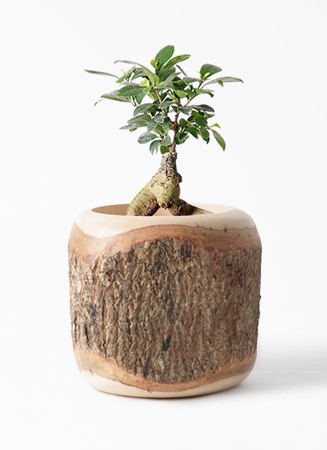 観葉植物 ガジュマル 4号 股仕立て Mango Wood マンゴーウッド 付き 観葉植物ならhitohana ひとはな 観葉植物 ガジュマル 4号 股仕立て Mango Wood マンゴーウッド 付き 観葉植物ならhitohana ひとはな