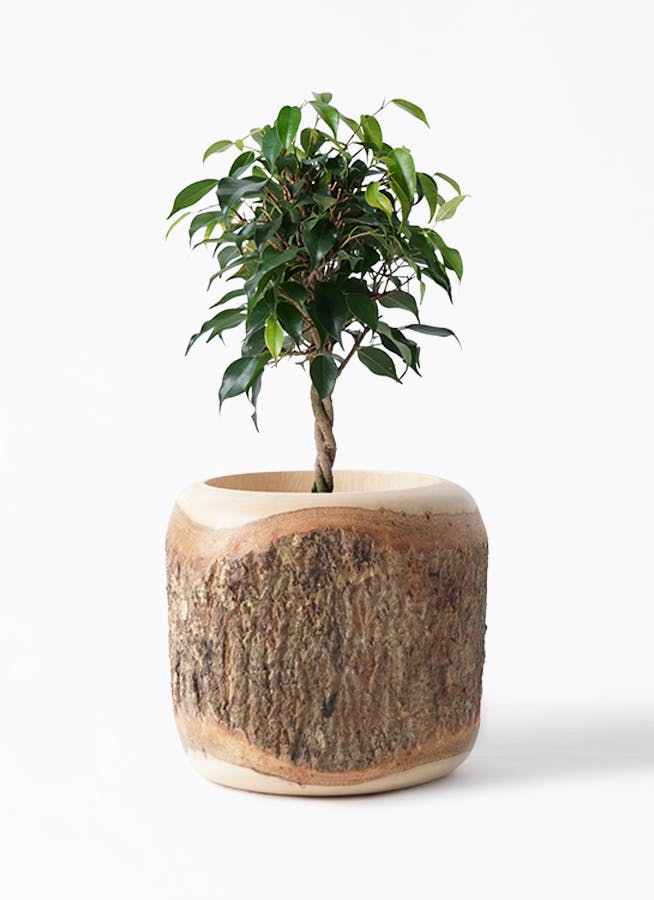 観葉植物 フィカス ベンジャミン 4号 玉造り Mango Wood マンゴーウッド 付き 観葉植物ならhitohana ひとはな