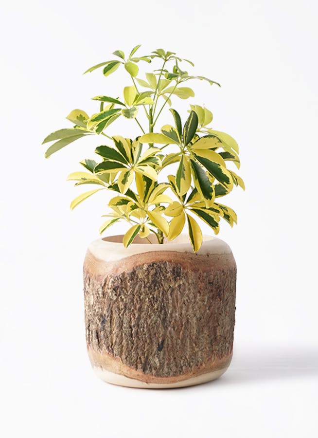 観葉植物 カポック（シェフレラ） 4号 斑入り Mango Wood(マンゴー