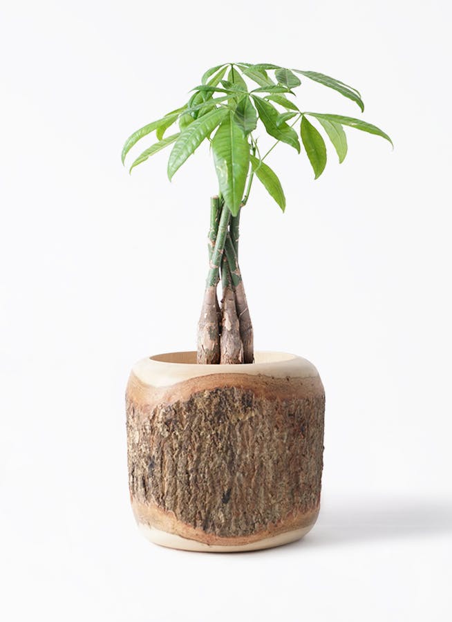 パキラ 4号 | 観葉植物通販 Hitohana（ひとはな）