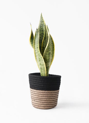 サンスベリア 4号 観葉植物通販hitohana ひとはな サンスベリア 4号 観葉植物通販hitohana ひとはな