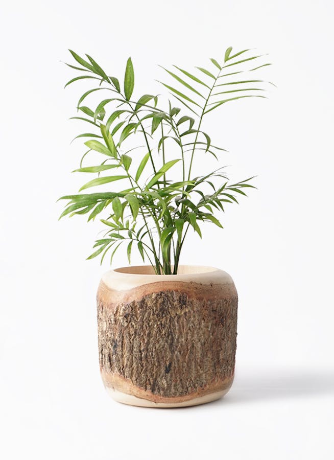 テーブルヤシ 4号 | 観葉植物 | インテリアやギフトに - Hitohana