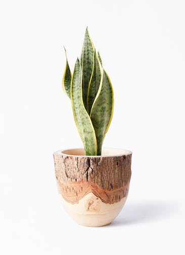 サンスベリア 4号 観葉植物通販hitohana ひとはな サンスベリア 4号 観葉植物通販hitohana ひとはな
