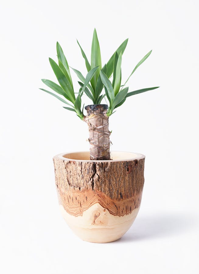 観葉植物 ユッカ 4号 ノーマル Mango Wood(マンゴーウッド) フラワーベース 付き | 観葉植物ならHitoHana(ひとはな)