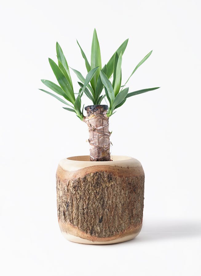 ユッカ 4号 | 観葉植物 | インテリアやギフトに - Hitohana（ひとはな）
