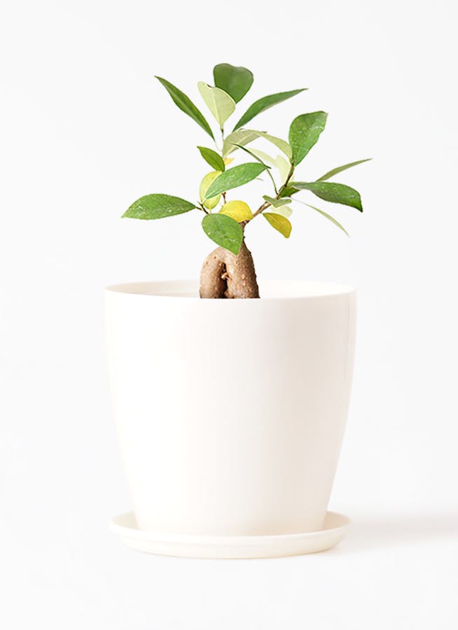 観葉植物 ガジュマル 3号 股仕立て ラスターポット 付き 観葉植物ならhitohana ひとはな 観葉植物 ガジュマル 3号 股仕立て ラスターポット 付き 観葉植物ならhitohana ひとはな