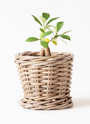 ガジュマル 観葉植物通販hitohana ひとはな ガジュマル 観葉植物通販hitohana ひとはな