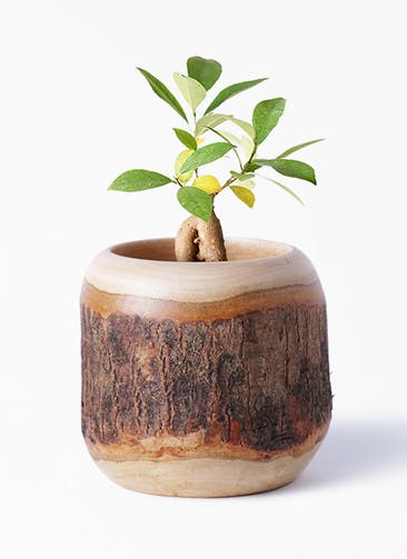 ガジュマル 観葉植物通販hitohana ひとはな ガジュマル 観葉植物通販hitohana ひとはな