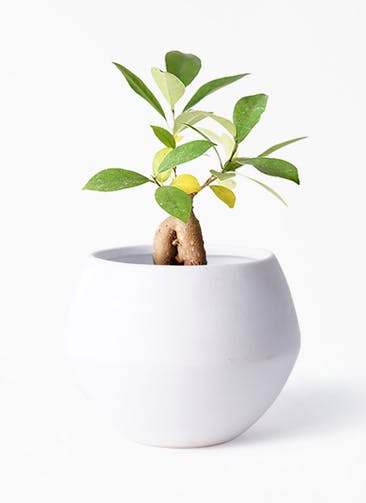 観葉植物 種類数no 1通販 Hitohana ひとはな 観葉植物 種類数no 1通販 Hitohana ひとはな