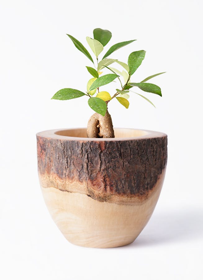 観葉植物 ガジュマル 3号 股仕立て Mango Wood(マンゴーウッド) フラワーベース 付き | 観葉植物ならHitoHana(ひとはな)