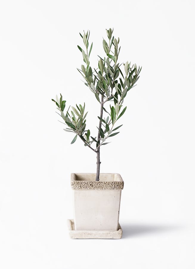 観葉植物 オリーブの木 3号 創樹 リト キューブ 受け皿付き 観葉植物ならhitohana ひとはな 観葉植物 オリーブの木 3号 創樹 リト キューブ 受け皿付き 観葉植物ならhitohana ひとはな