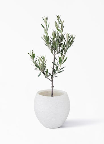 観葉植物 オリーブの木 3号 創樹 Eco Stone（エコストーン）  white 付き