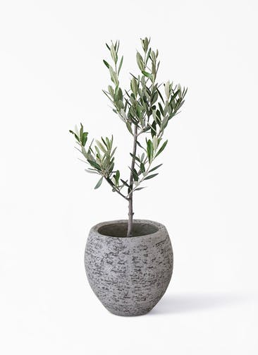 観葉植物 オリーブの木 3号 創樹 Eco Stone（エコストーン）  Gray 付き