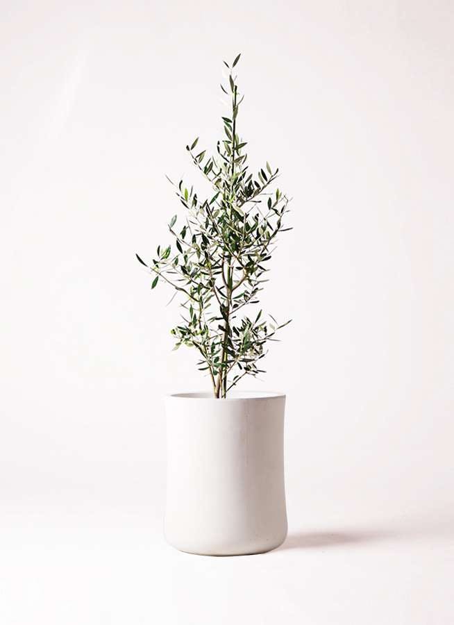観葉植物 オリーブの木 8号 コロネイキ バスク ミドル ホワイト 付き