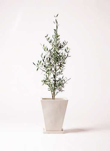 観葉植物 オリーブの木 8号 コロネイキ スクエアハット 白 付き