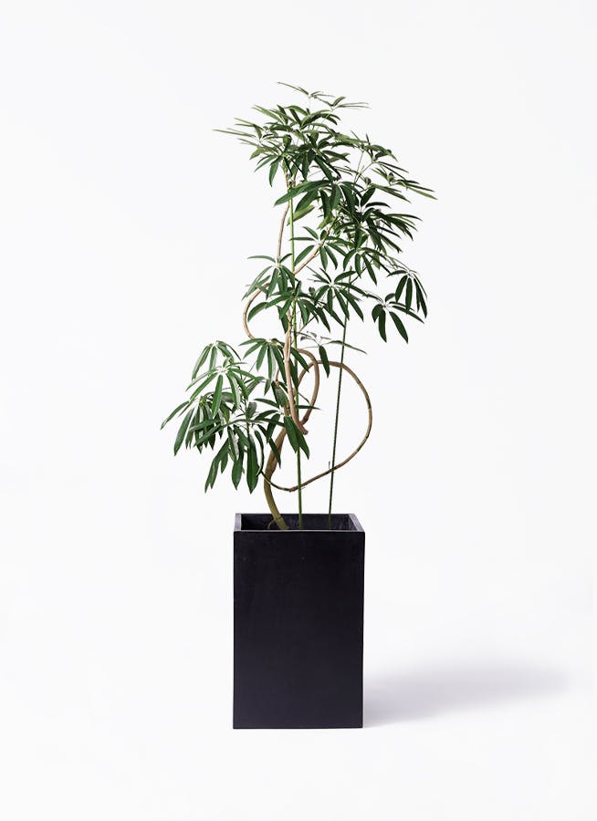 シェフレラ アンガスティフォリア | 観葉植物通販 HitoHana（ひとはな）