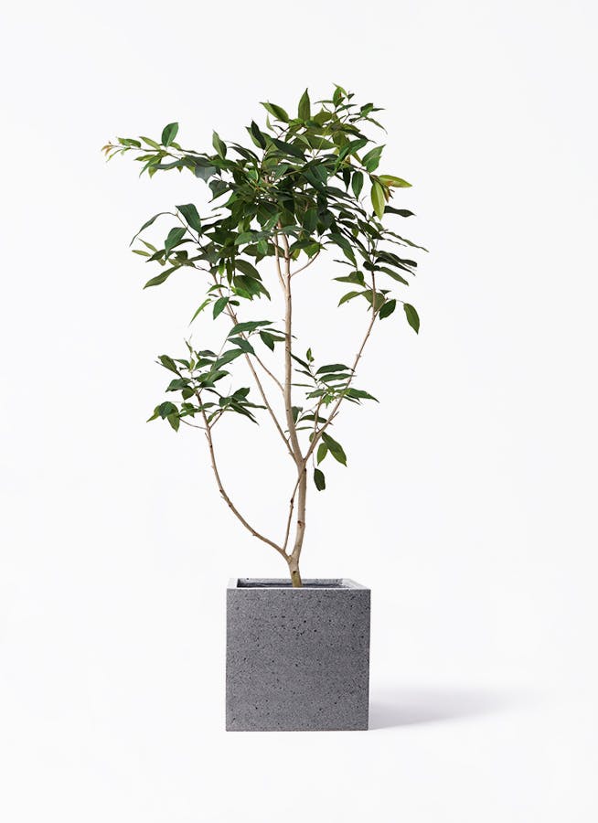 観葉植物 旅人の木 10号 キューブ ラテルストーン 付き | 観葉植物なら