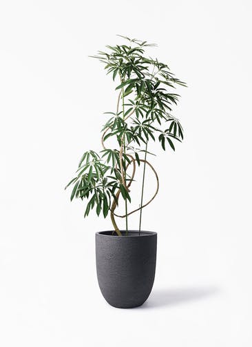 シェフレラ アンガスティフォリア 観葉植物通販hitohana ひとはな シェフレラ アンガスティフォリア 観葉植物通販hitohana ひとはな