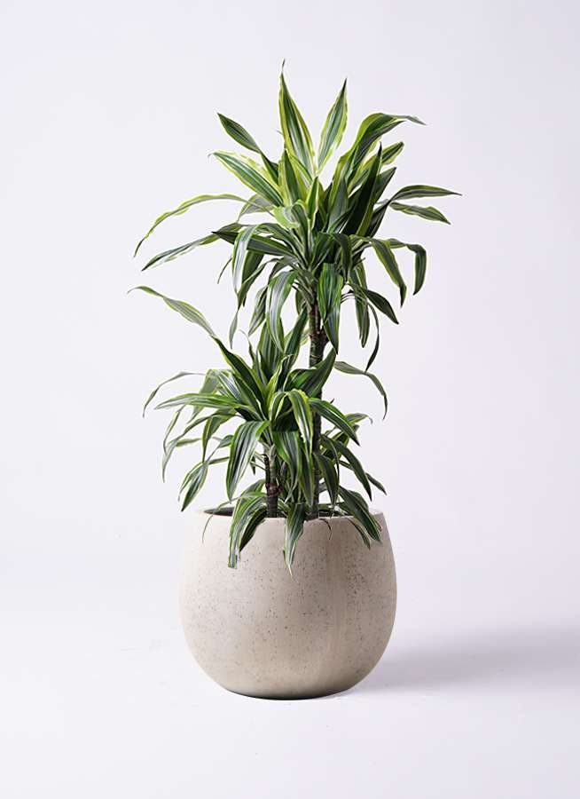 観葉植物 ドラセナ ワーネッキー レモンライム 8号 テラニアス ローバルーン アンティークホワイト 付き