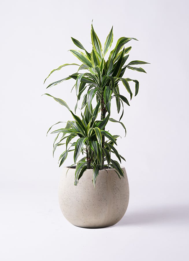 ドラセナ ワーネッキー レモンライム 8号 | 観葉植物 | インテリアや