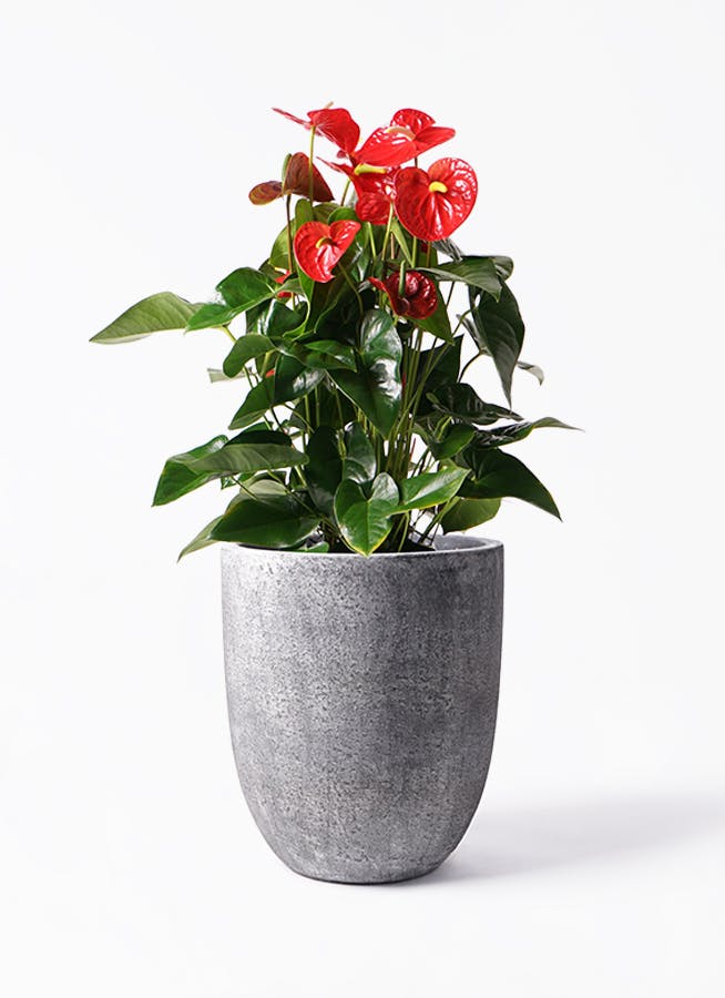 黒・ブラックの鉢カバー付きの観葉植物 | HitoHana（ひとはな）