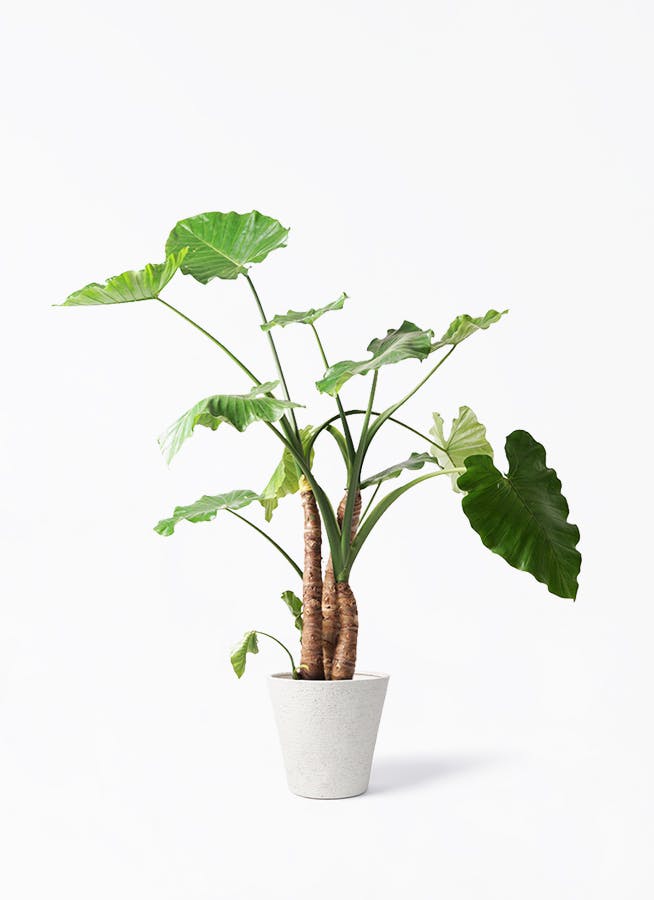 観葉植物 ドラセナ カンボジアーナ 10号 1本立ち ビアスソリッド