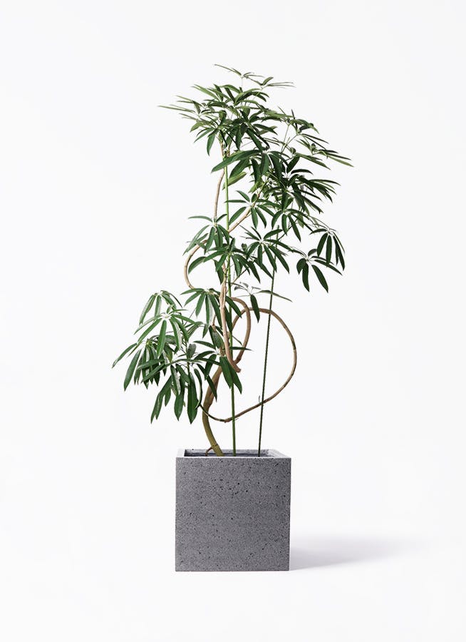 ☆ シェフレラ アンガスティフォリア♪ 曲がり 92cm♪ 観葉植物 シェフレラ アンガスティフォリア 10号 曲り キューブ