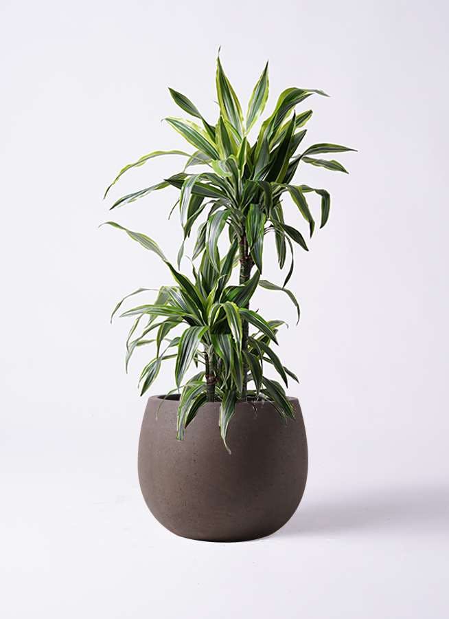 観葉植物 ドラセナ ワーネッキー レモンライム 8号 テラニアス ローバルーン アンティークブラウン 付き